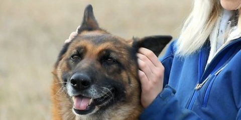 Måling af din hunds temperatur uden at bruge et termometer