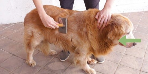 Stigning af en golden retriever-frakke