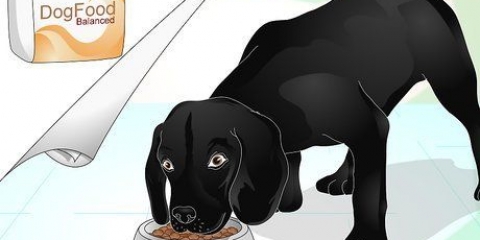 Glans en hunds pels