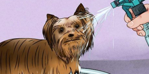 Stigning af en yorkshire terriers pels