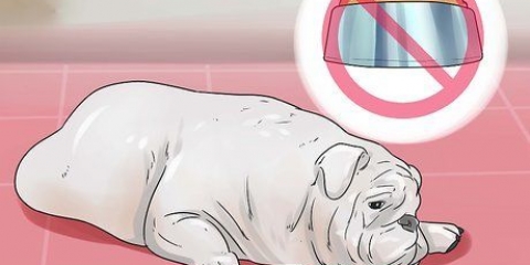 Behandling af diarré hos en hund