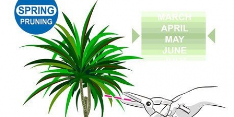 Beskæring af dracaena