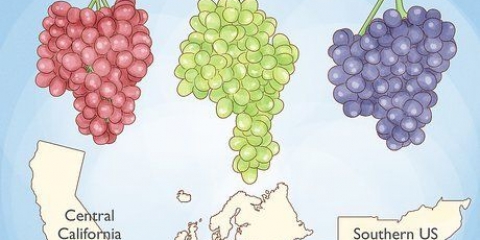 Dyrkning af vinstokke