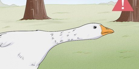 Stop et gåseangreb