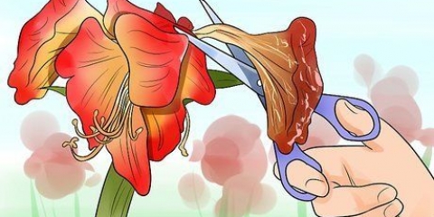 Får en amaryllis til at blomstre igen