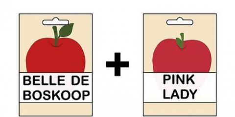 Dyrkning af et æbletræ fra et frø