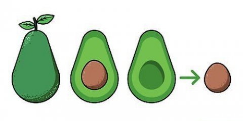 Dyrkning af en avocadoplante