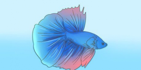 Danner et bånd med din betta fisk