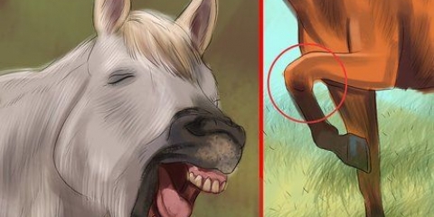 Skab et bånd med din hest gennem natural horsemanship