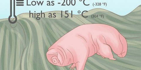 At finde og passe en tardigrad som kæledyr