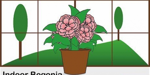 Pleje af en begonia