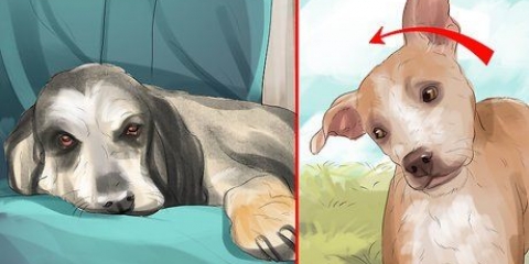 Behandling af et slagtilfælde hos hunde