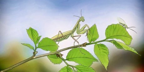 At holde en mantis som kæledyr