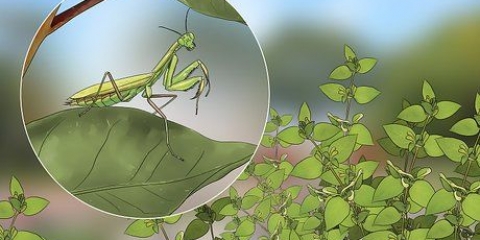 At holde en mantis som kæledyr