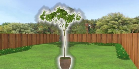 Plant et træ