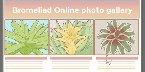 Pasning af en bromelia