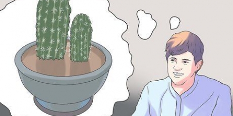 Ompot en kaktus