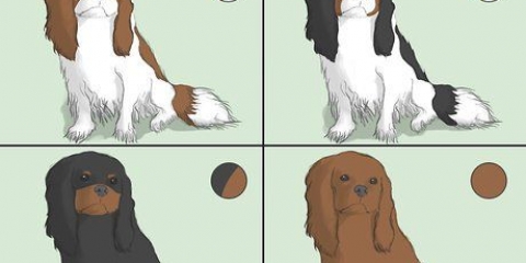 At vælge en cavalier king charles spaniel