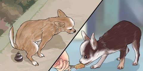 Pottetræner en chihuahua