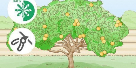 Beskæring af et citrontræ
