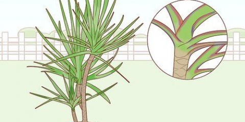 At tage sig af en dracaena