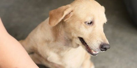 Beroligende tør hud hos hunde