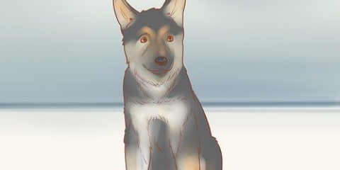 Valg af schæferhundehvalp