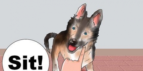 Træning af en schæferhund