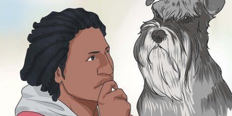 At hæve en dværgschnauzer