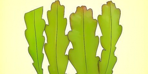 Dyrkning af en epiphyllum cactus