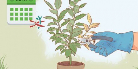 Beskæring af en ficus