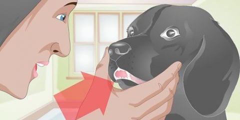 Behandling af en knækket tand hos en hund