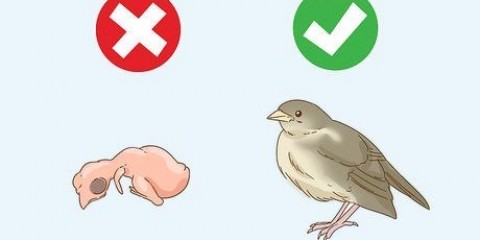Hjælper en falden redeflyver