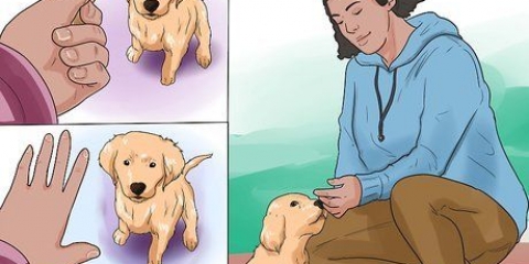 Træning af en golden retriever-hvalp