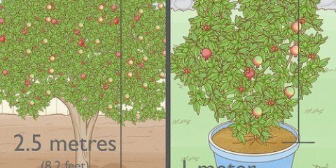 Planter et granatæbletræ