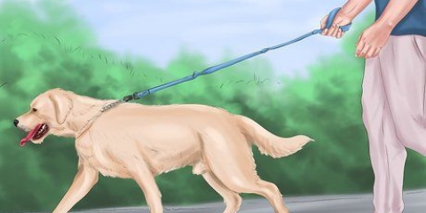 Beroligende en stor legesyg hund