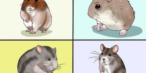 At vælge en hamster