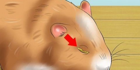 Hjælper en hamster med et lukket øje