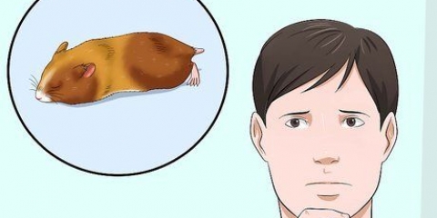 At få en hamster ud af dvale