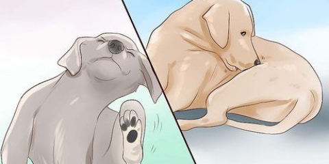 Tjek en hund for ringorm