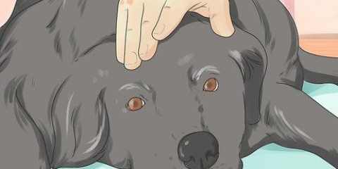 Hjælper en døende hund