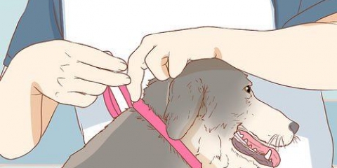 Stop en hund i at slikke et sår