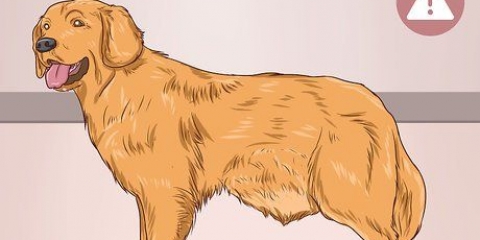 Hjælper en hund med at fjerne en blokering i tarmen