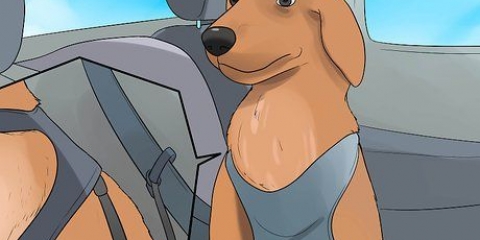 At berolige en hund, der er nervøs i bilen