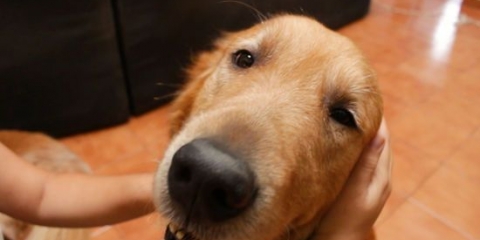 Masserer en hund