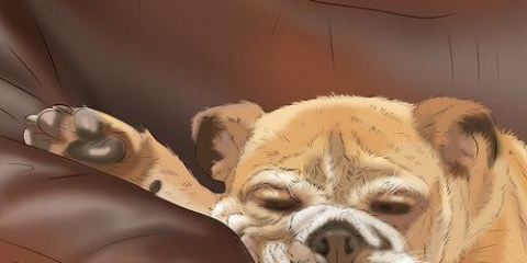Træning af en hund