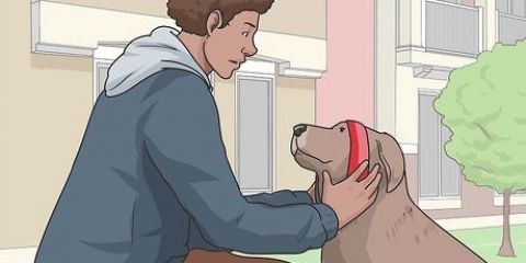 Gå tur med hund