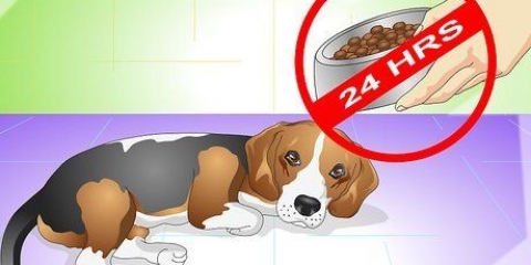 Hvordan man helbreder en hund for mavepine