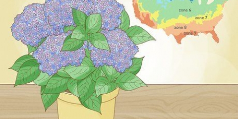 Plant en hortensia