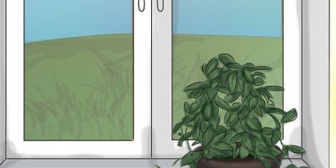 Få en hoya-plante til at blomstre